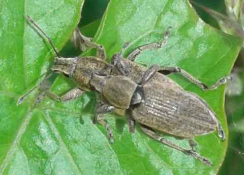 Curculionidae:  Tanymecus palliatus